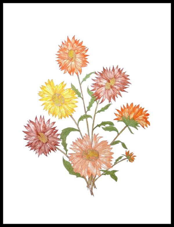 AIM 626 Asters (S/N LIMITED EDITION)